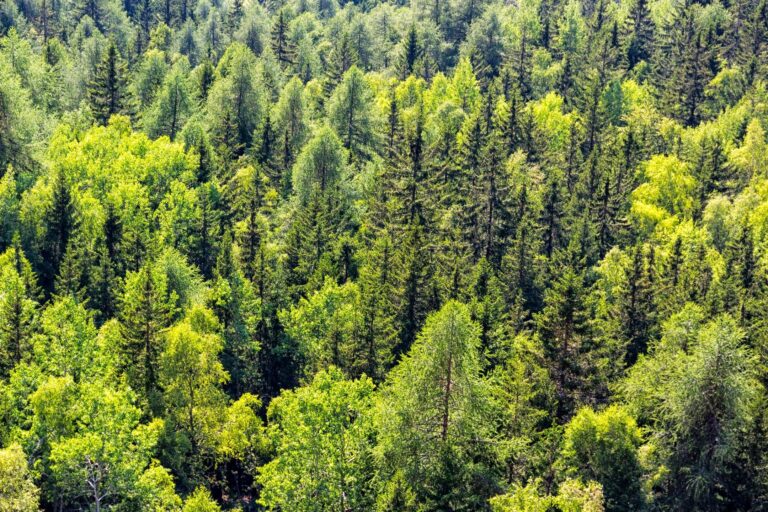 Africa’s Green Leap