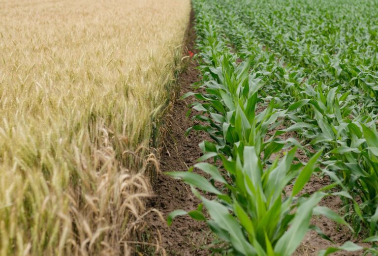 food security